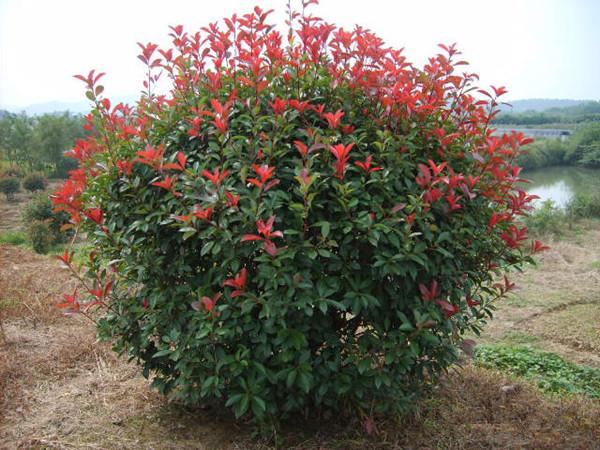 紅葉石楠.jpg 紅葉石楠.jpg